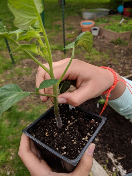 Pinching tomato leaves