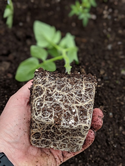 Tomatoe seedling root